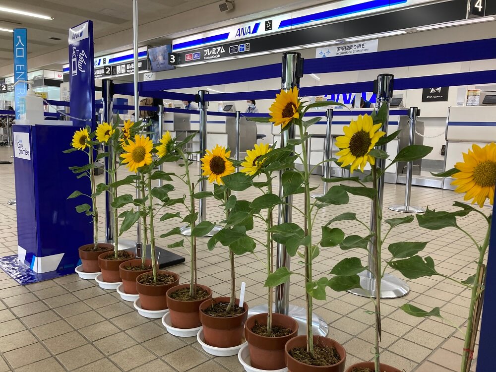 ひまわりプロジェクトを開催しました
