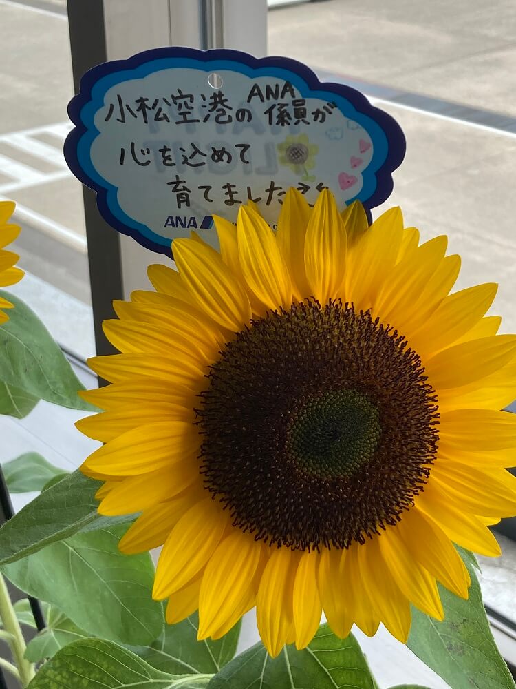 ひまわりプロジェクトを開催しました